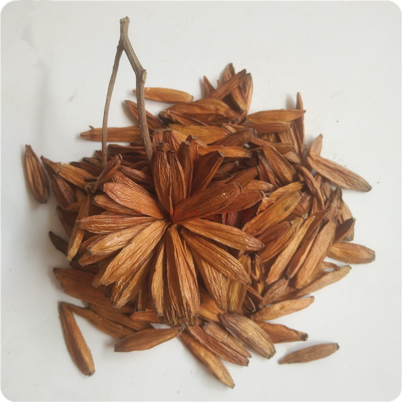 中药材喜树果千丈树果水栗子天梓旱莲子喜树果野芭蕉千丈树天梓树