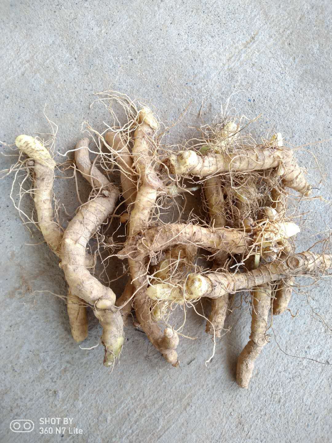 张家界鲜玉竹 现挖新鲜玉竹 玉竹配麦冬煲汤更佳更营养