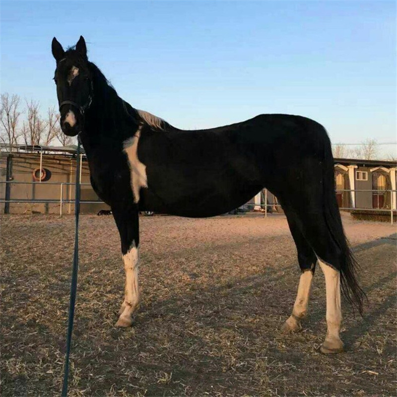 蒙古马怎么卖哪里有出售蒙古马的免费运输蒙古马多少钱种马