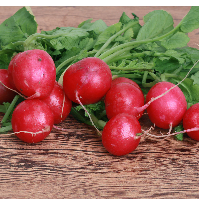 花养腻了,试着种"樱桃萝卜",萝卜酸甜可口,一次可以吃七八个