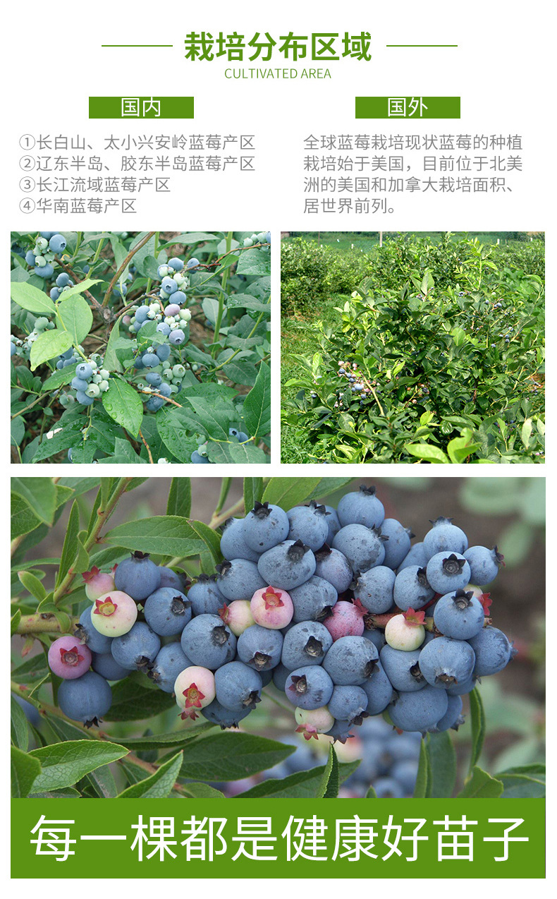 盆栽地栽蓝莓苗南北方种植当年结果薄雾蓝丰都克兔眼蓝梅果树苗