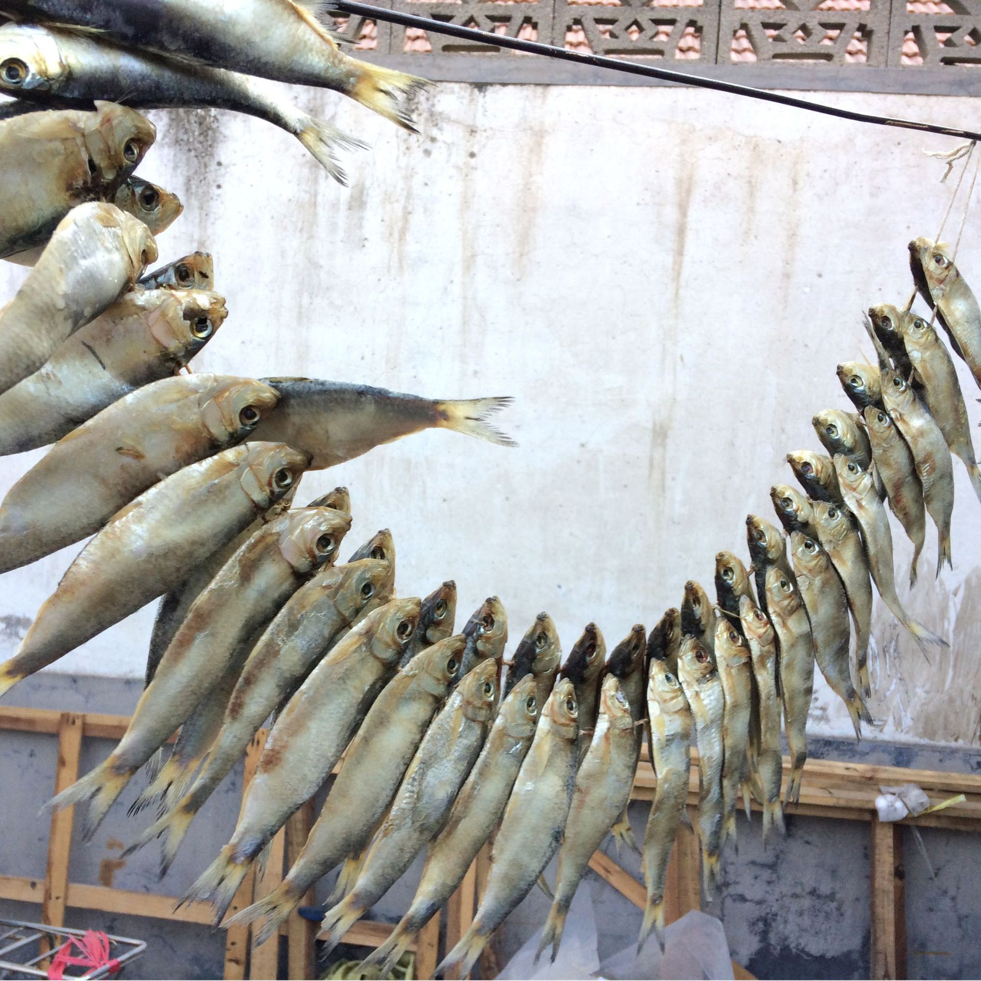 诚招青鳞鱼干莱州特产小青鱼青鳞子鱼代理