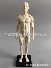 30cm艺用人体模型 白胚 人体解剖结构美术模型 CG绘画雕塑教学