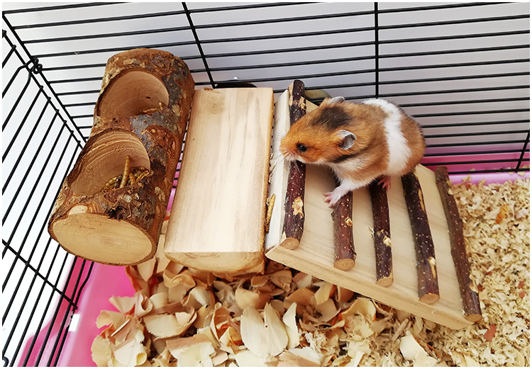 亚马逊 苹果木仓鼠食盆 宠物木质食碗 金丝熊玩具 宠物磨牙用品