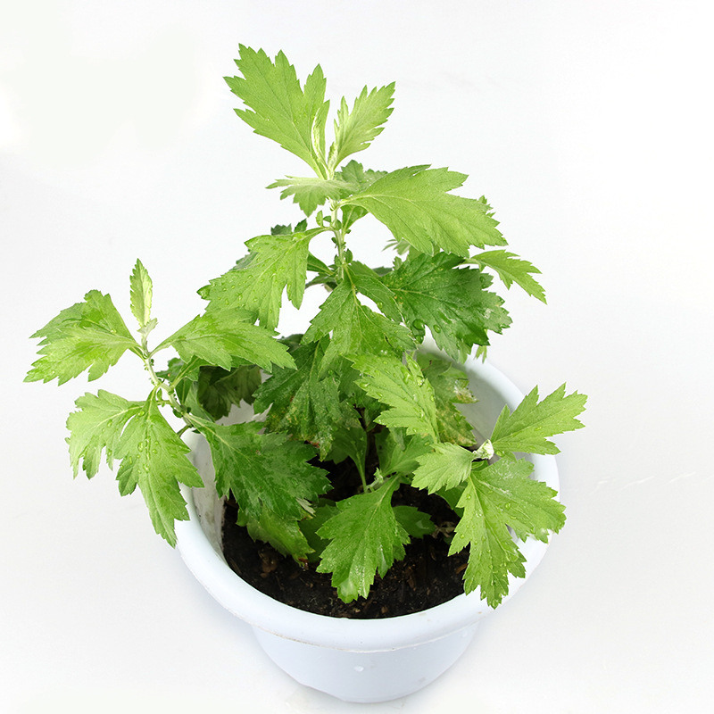 2019新鲜艾草种子大艾食用艾蒿野生香草蕲艾植物种籽药材种籽批发