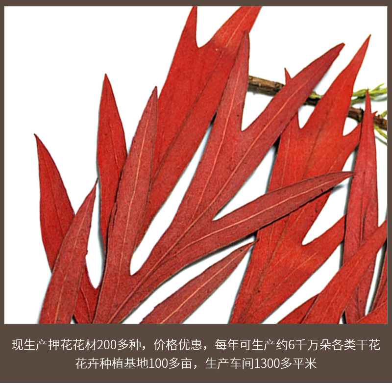 尤加利叶-红色是否专利货源否加印logo不可以产地广西包装pp袋独立