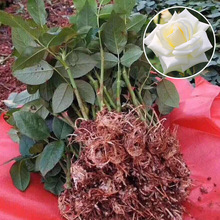 坦尼克白色玫瑰花苗自产自销绿化工程切花月季苗云南花卉苗木批发