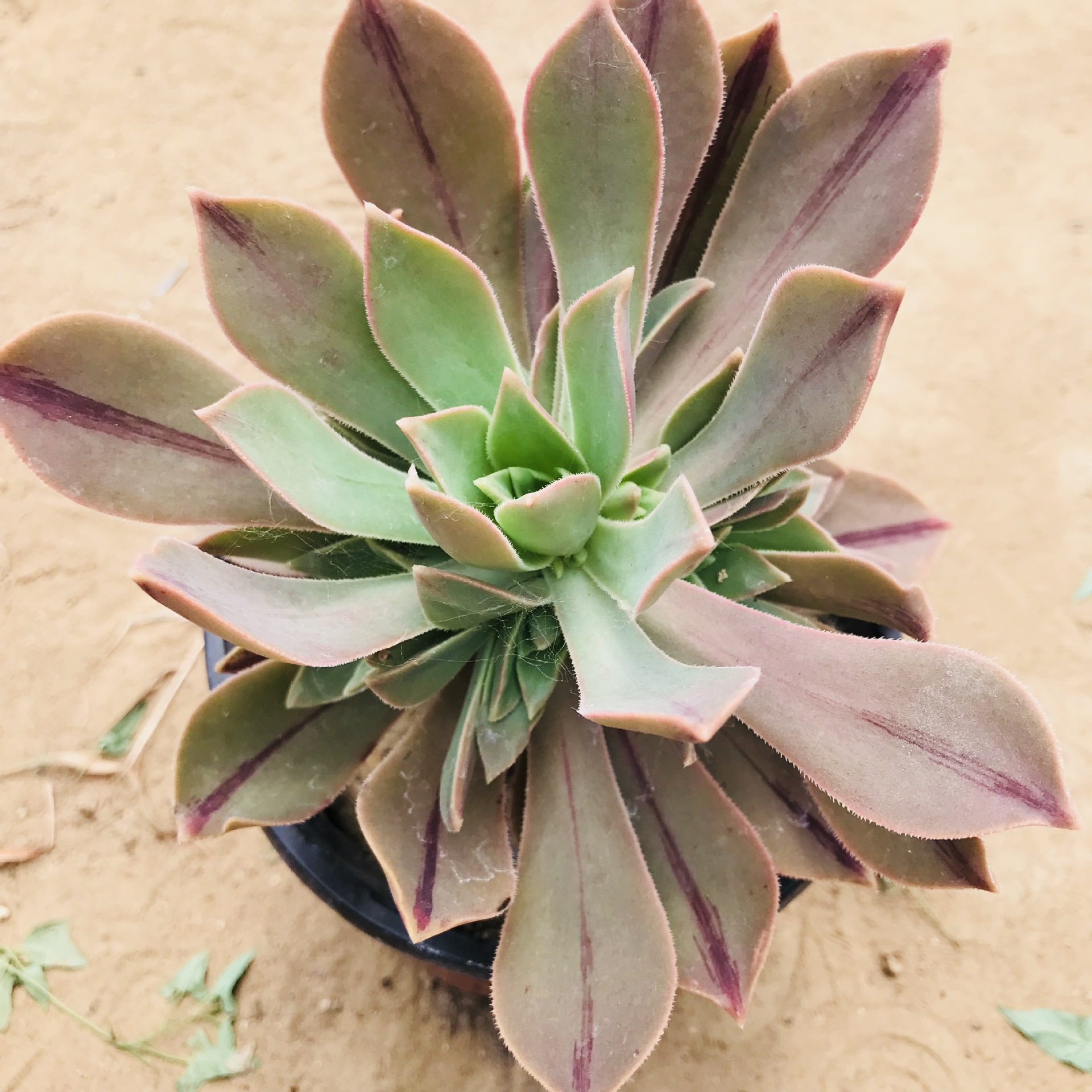 批发黑法师系列品种 众赞曲法师 红叶法师 净化空气室莲花掌法师