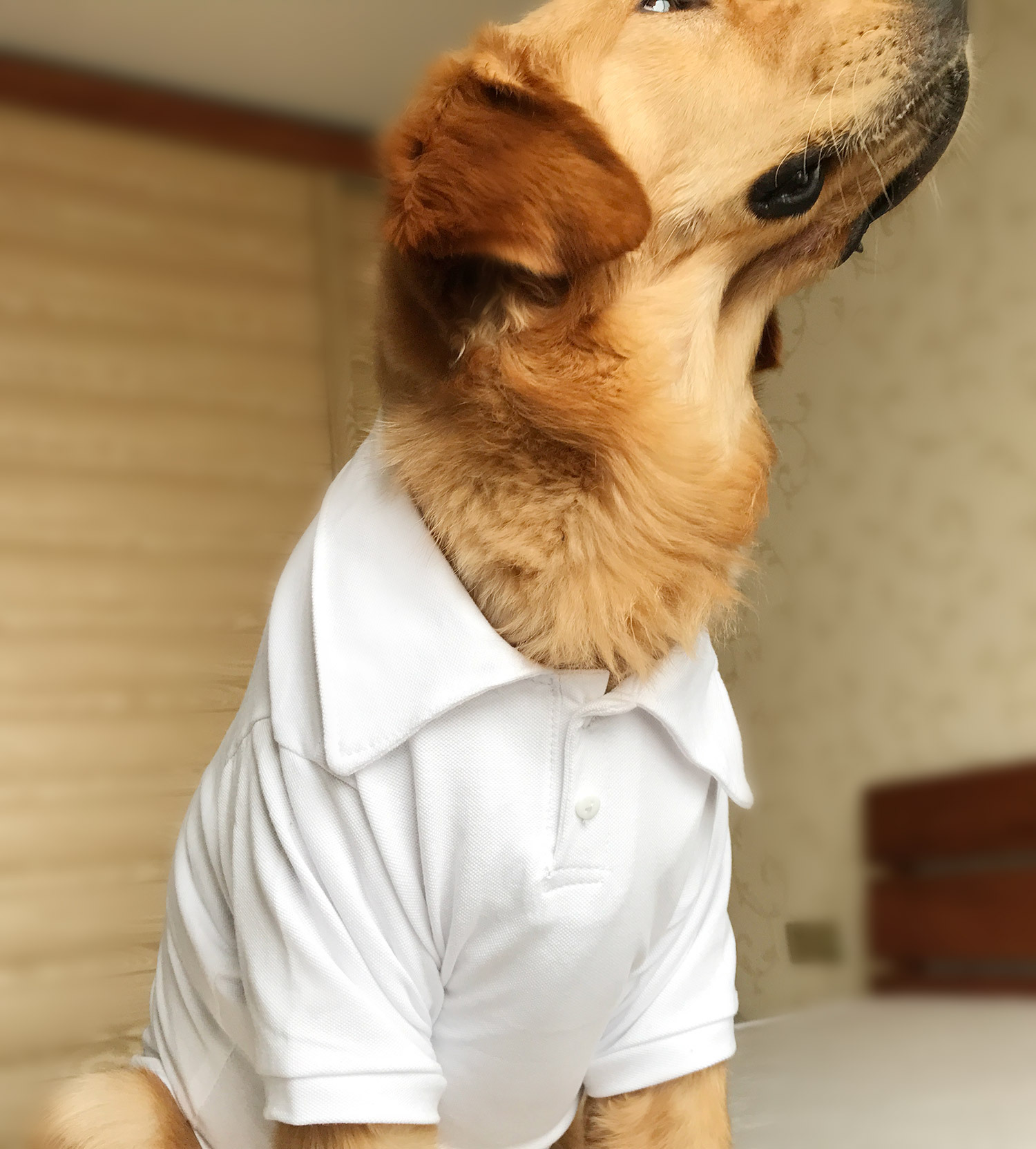 厂家销售宠物服装狗衣服polot恤棉狗狗短袖polo衫单色 批发