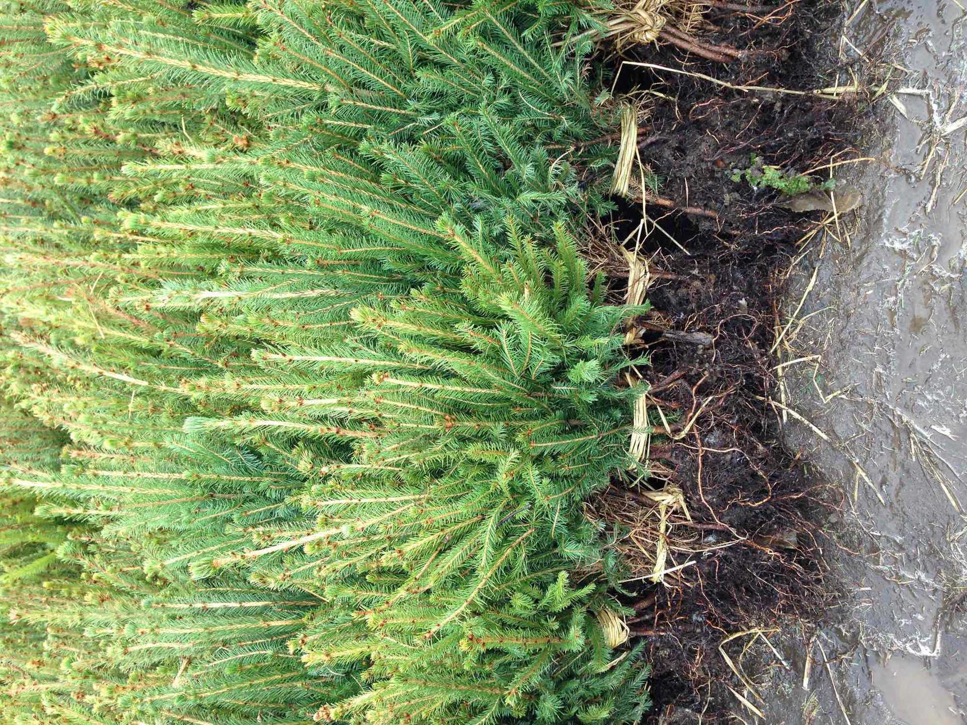 大量批发零售青仟,云杉10一30公分裸根小苗