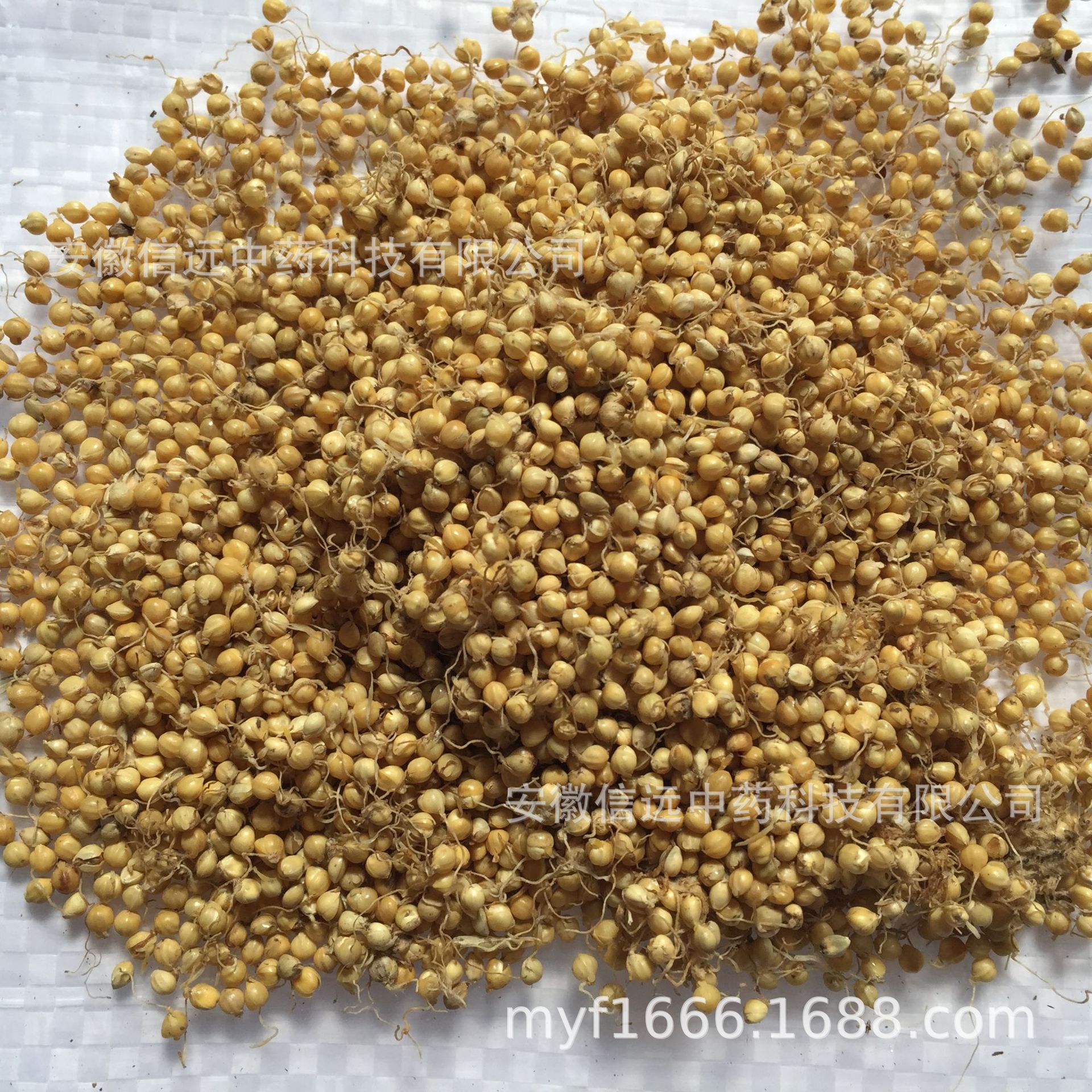 信远中药实力工厂