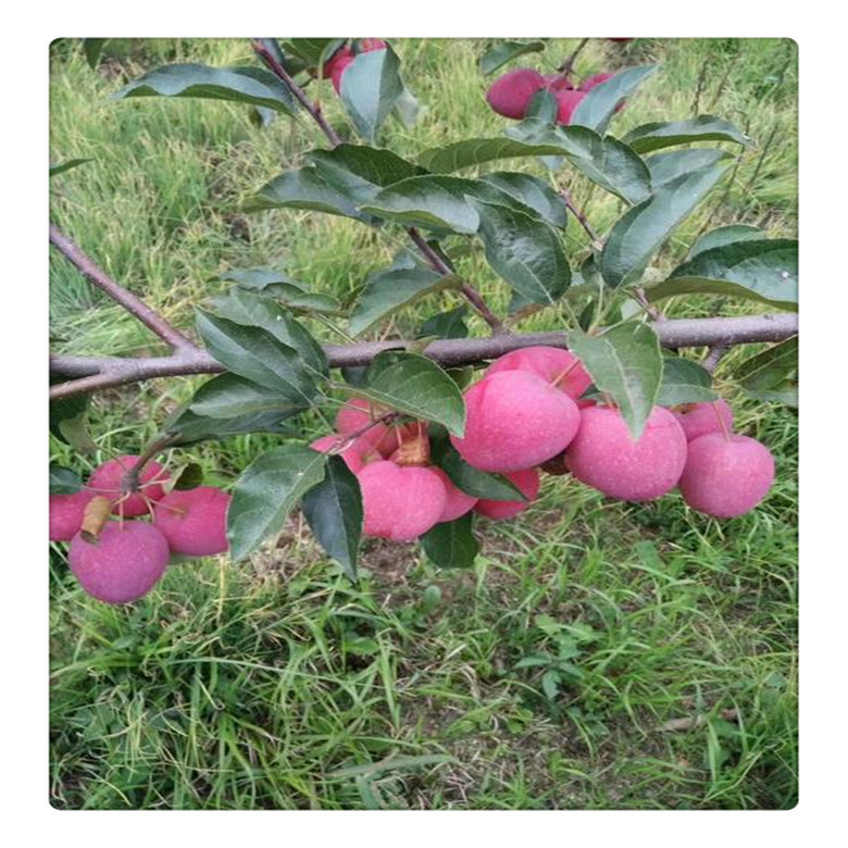 果园直销鸡心果苗品质好嫁接无核鸡心果树苗高产易成活