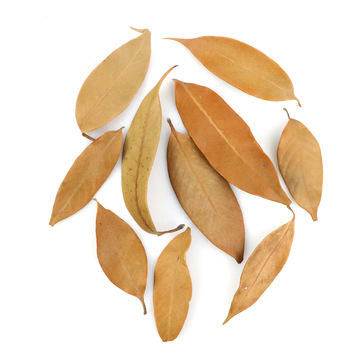 楠木叶干花叶片 天然真花