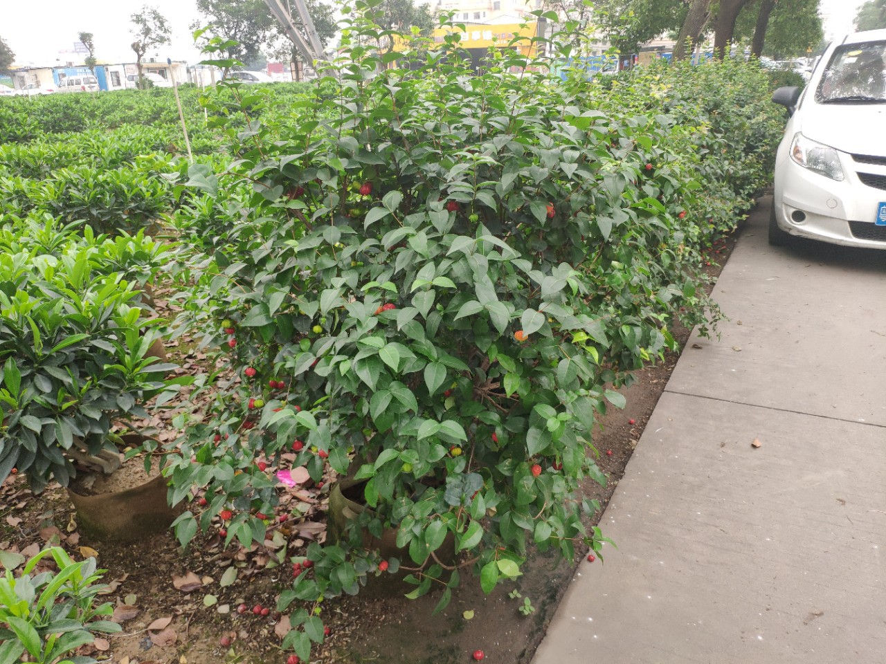 904基地直销红果仔球50100cm袋苗红果仔