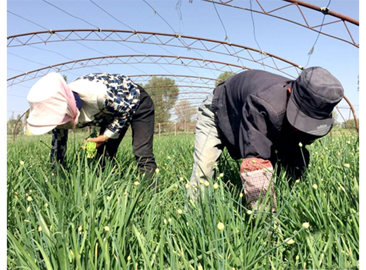 韭菜苔韭苔种子正宗富苔韭一号种籽四季抽苔韭菜良种专生韭苔种孑