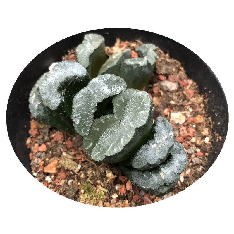 内销 出口十二卷属鬼岩城玉扇 低价批发高端玉扇鬼岩城