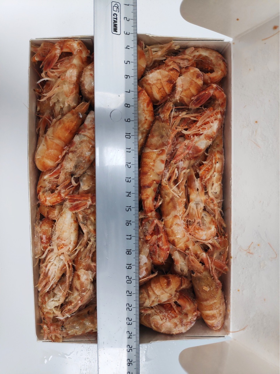 俄罗斯虾爬子,小熊虾,甲壳虾