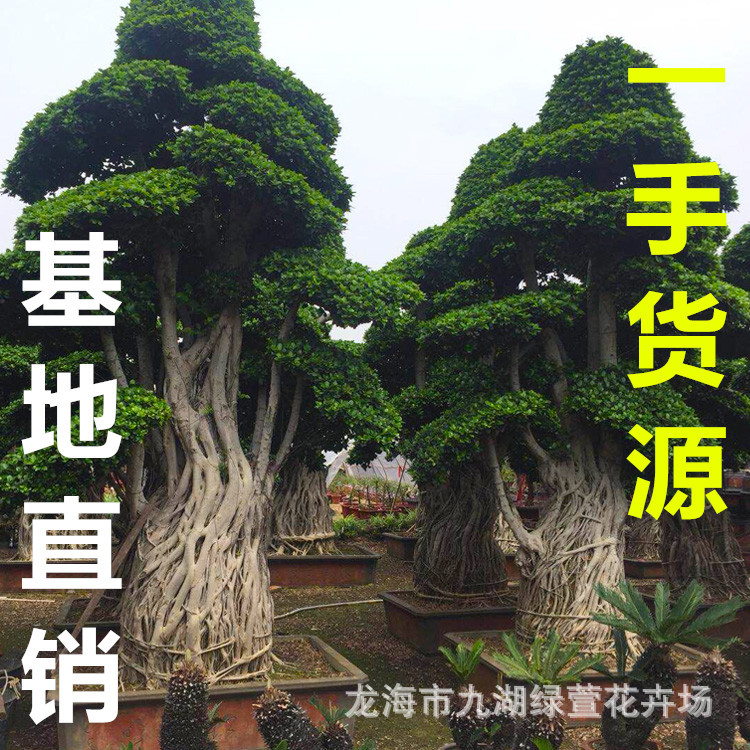 小叶榕价格 小叶榕盆景 小叶榕报价 小叶榕树 造型榕