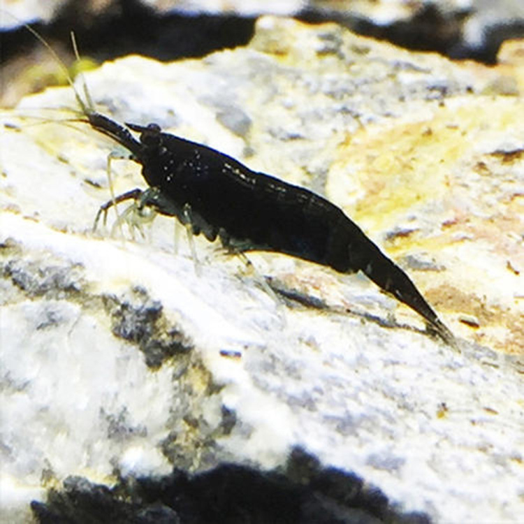 水族宠物虾活体草缸观赏虾除苔藻清洁巧克力成虾淡水小额批发包损