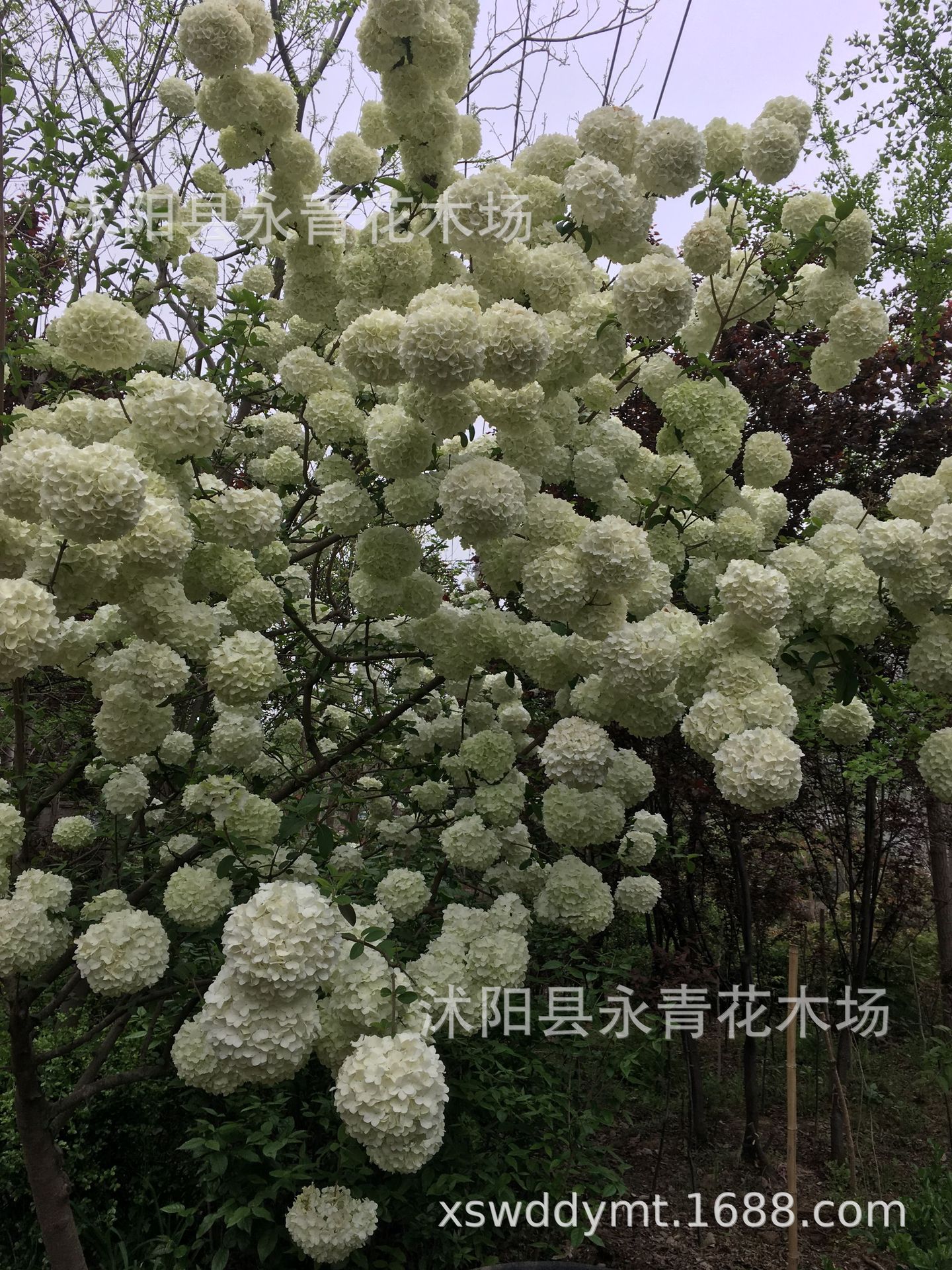 出售10公分高杆大花斗球树,大花木绣球树,欢迎新老客户选购