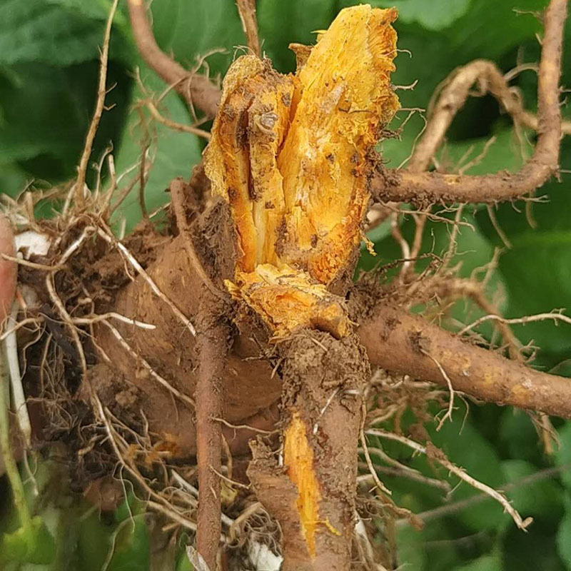 农村土大黄新鲜土大黄根 叶子野菠菜 金不换血三七化雪莲羊蹄根