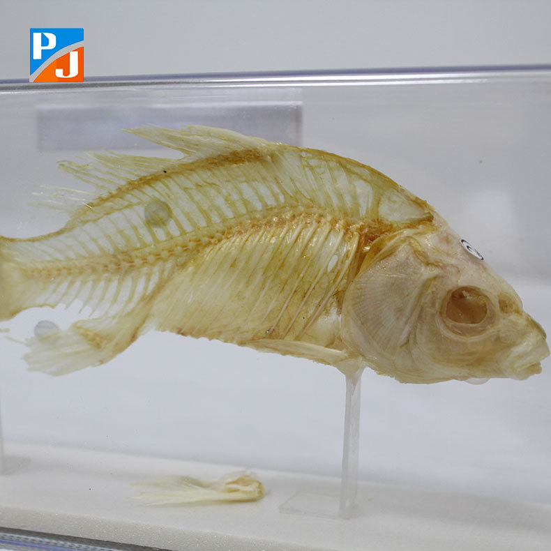 43017鱼骨骼标本初高中生物教学实验器材医学研究鱼骨骼模型标本