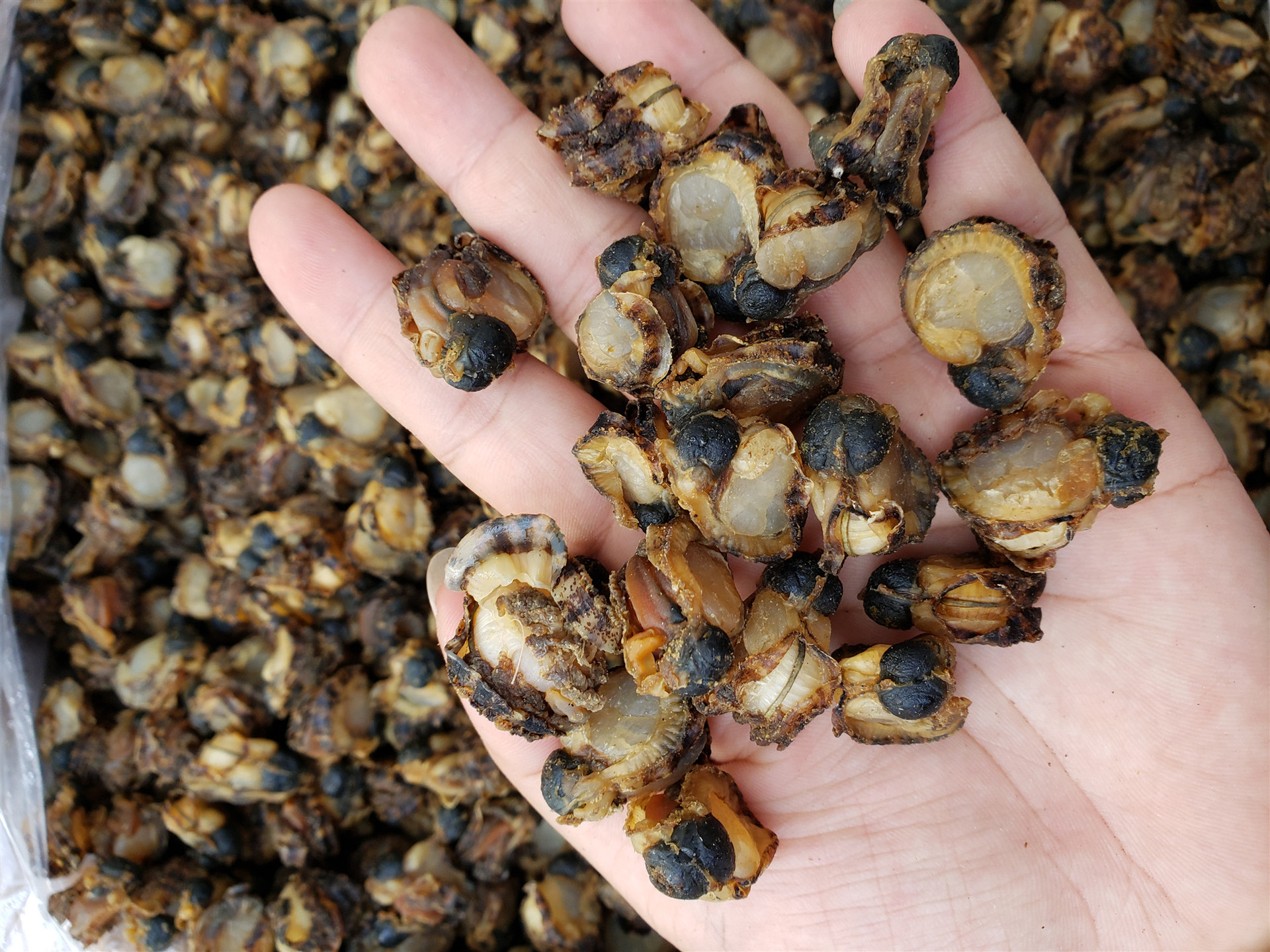 新货批发零售干贝瑶柱螺 全贝淡干 海鲜干货 北海特产 200头/500g