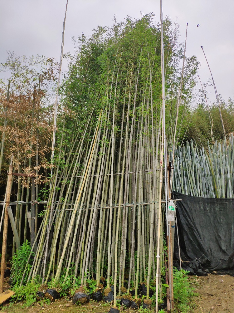 904基地直销 刚竹 3-4cm7-8米高 钢竹 袋苗 假植 容器 竹子苗-阿里巴