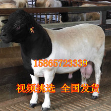 山西杜泊绵羊多少钱一只 纯种波尔山羊羊苗 美国白山羊南江小黄羊