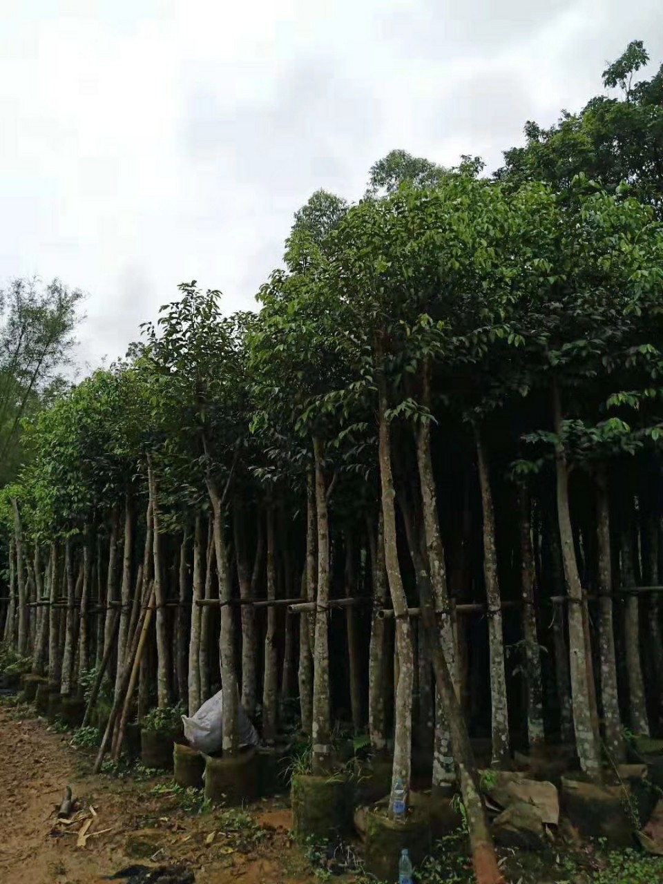 908供应沉香树土沉香810cm袋苗市政工程绿化树基地直销