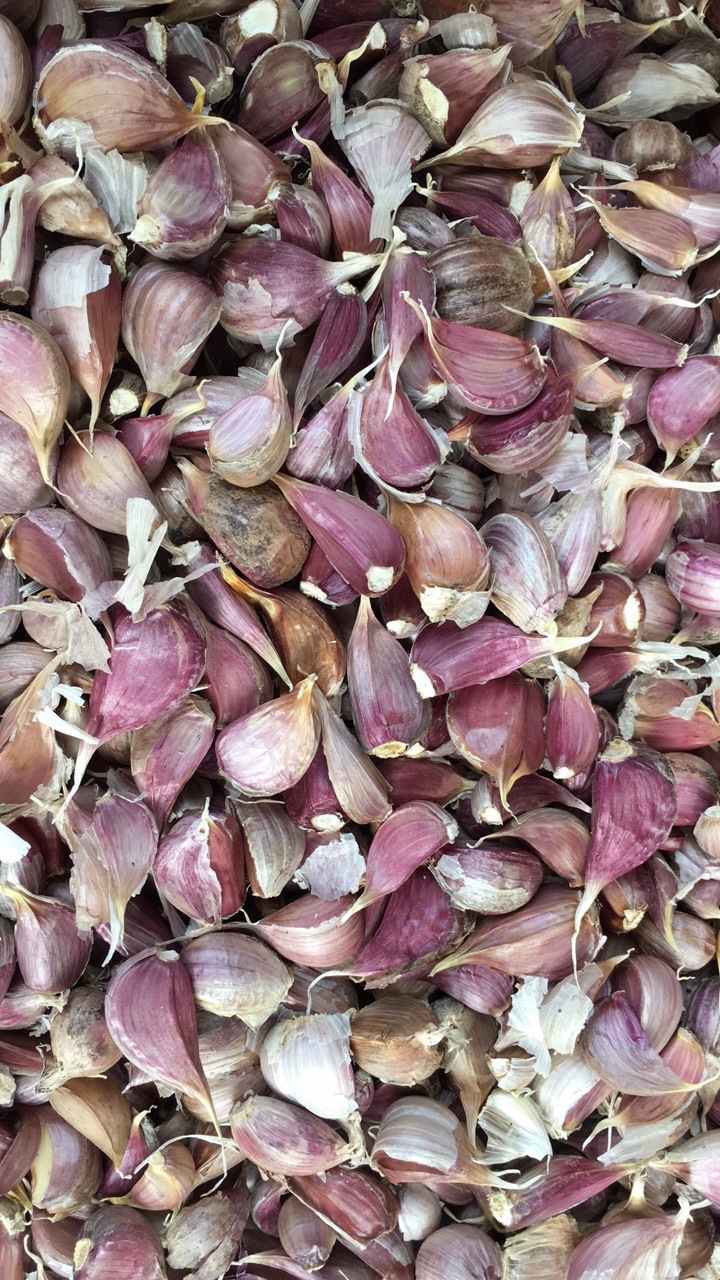 提供四川产地优质香蒜种 蒜种 苗粗抗病好