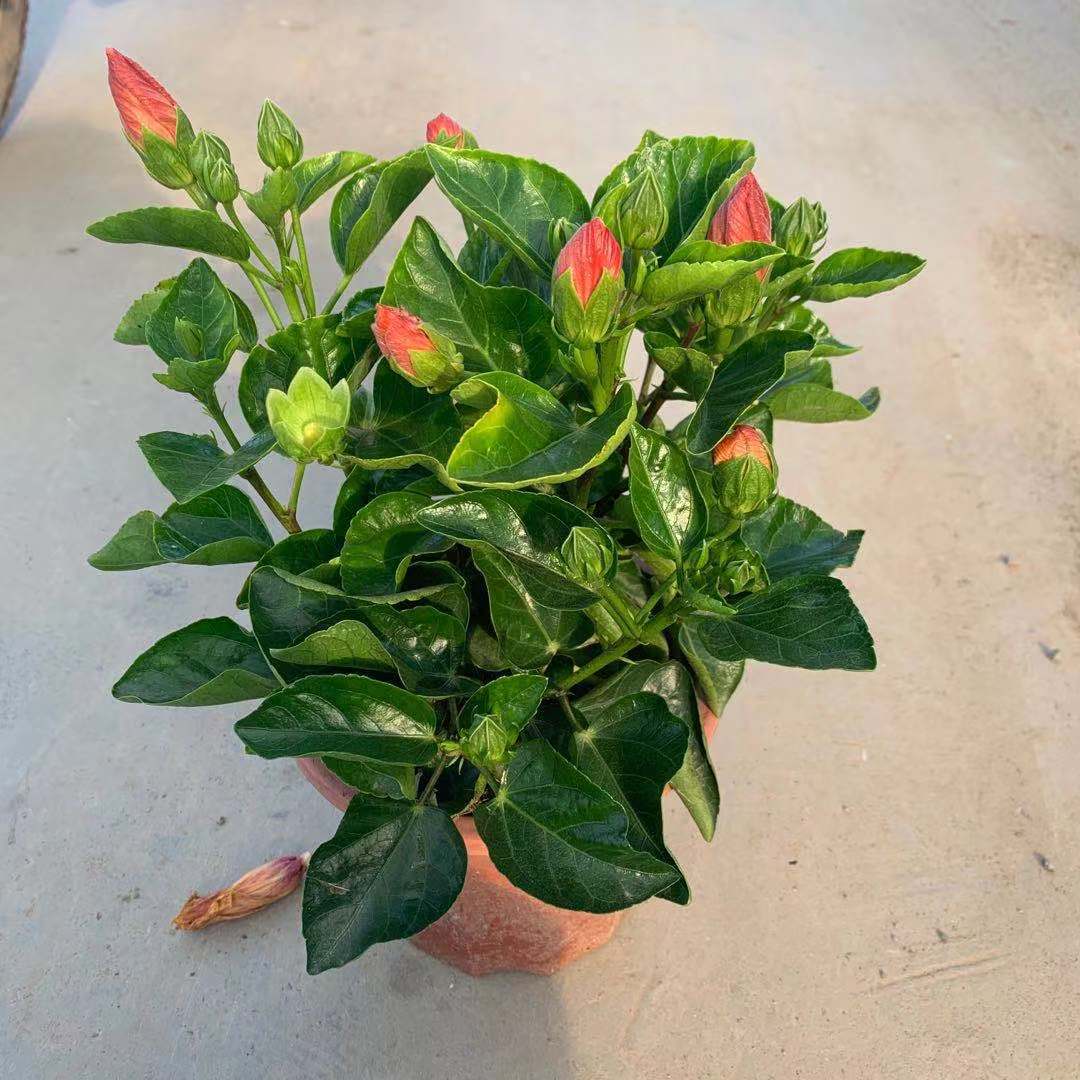 朱瑾扶桑大红花 广州花卉盆栽基地直供绿化开花植物 大红花