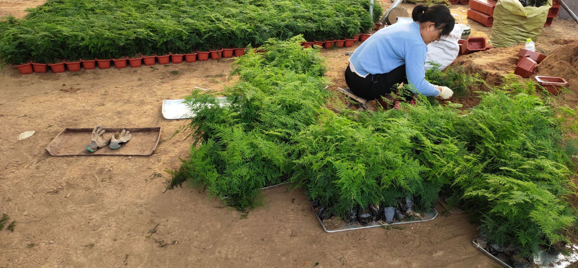 文竹盆栽批发办公室绿植盆栽花卉花苗盆景植物绿植盆栽花卉盆栽