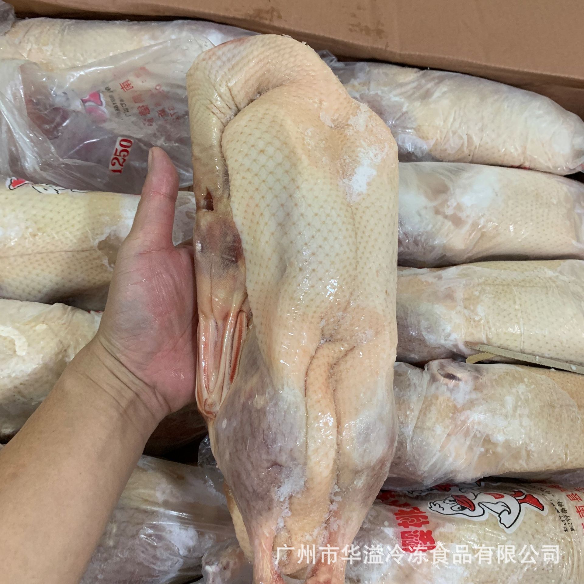 冷冻鸭 樱桃鸭 2.5斤*10只/箱 广州批发冷冻鲜鸭 樱桃鸭 白条鸭