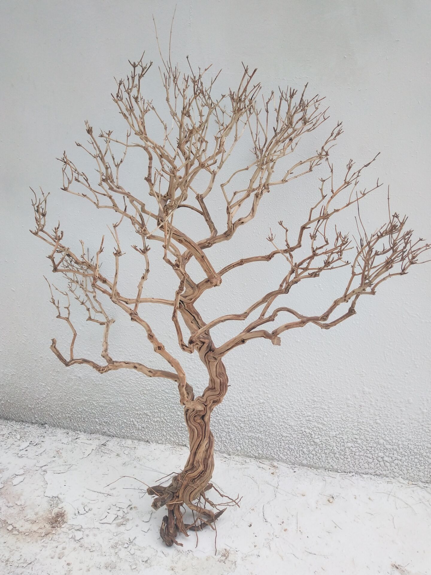 白色干枯树枝干枝许愿树枯树干霸王根造型树假树仿真树枝装饰树