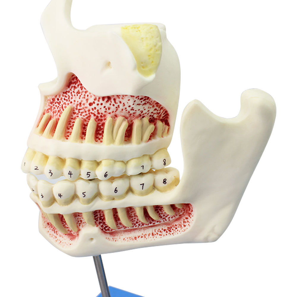 儿童牙列与颌骨发育模型乳牙恒牙幼儿口腔牙齿保健模型牙齿牙列颌