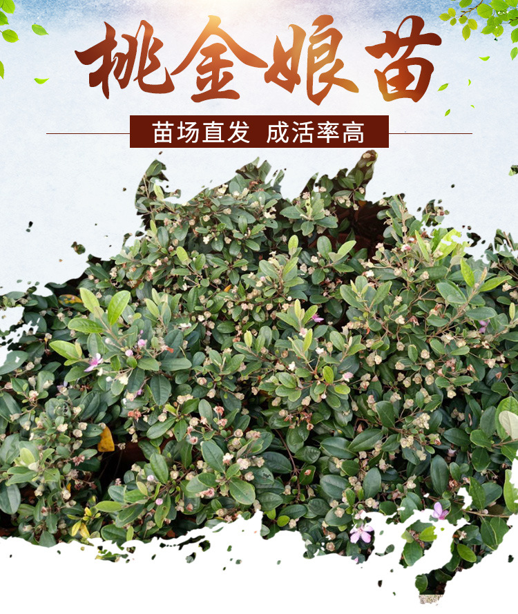 桃金娘树苗广西陈生果树种苗捻子树苗山捻子树苗南北方盆栽地栽