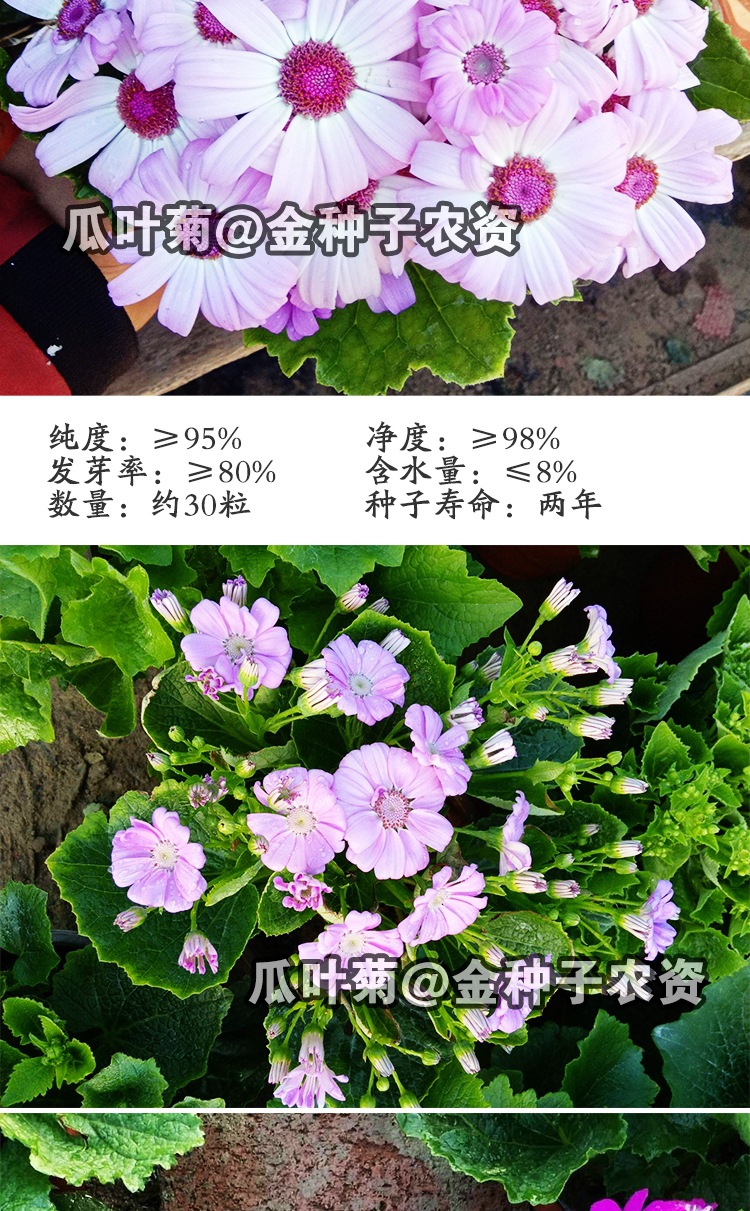 瓜叶菊种子瓜叶菊籽菊花种子花种子花卉种子阳台盆栽种子批发公