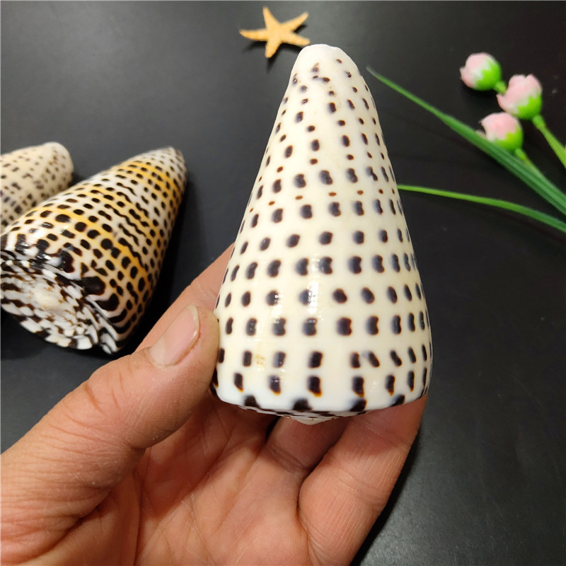 黑玉米螺 天然海螺贝壳 鱼缸水族微景观6/10厘米 婚庆家居摆件
