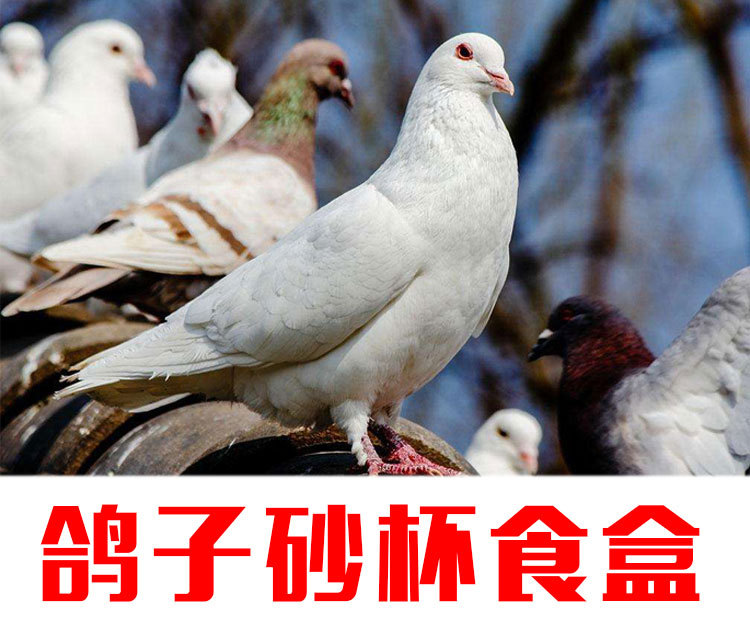 厂家直销鸽子饮水器 鸽具水碗鸟食盒鸽子水槽砂杯鸟饮水器