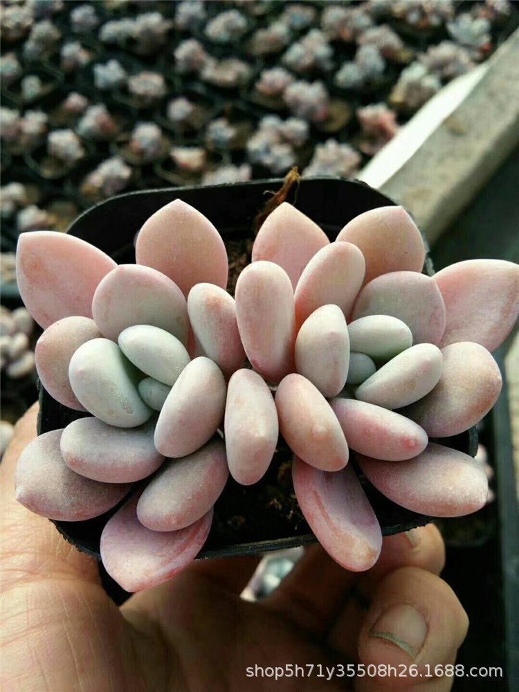 965大棚限时批发多肉品种 粉兔单双头盆6.5cm多肉植物品相状态美