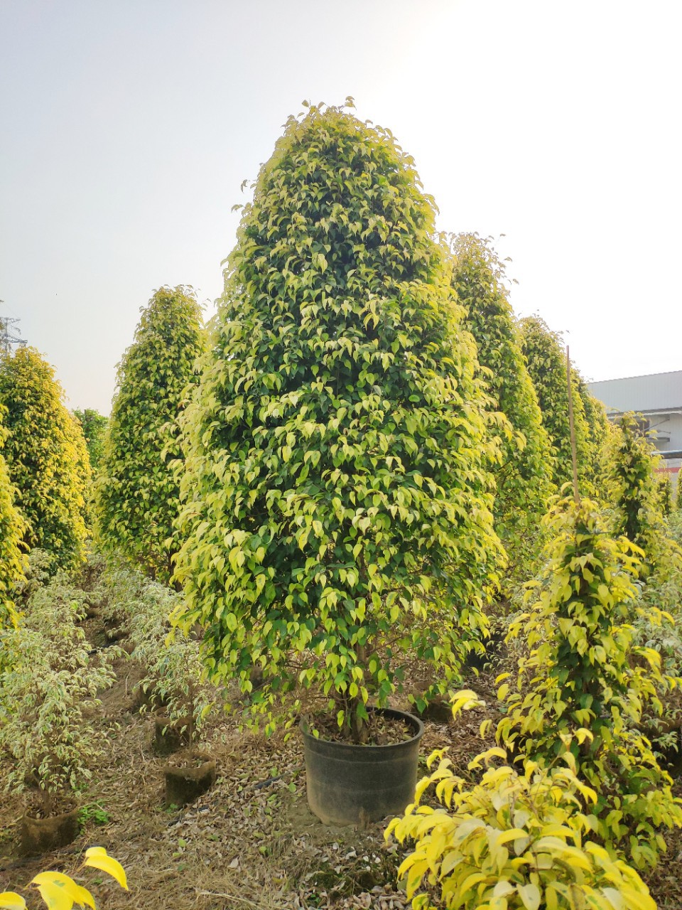 供应塔型金叶垂榕253米高盆苗黄金垂叶榕柱袋