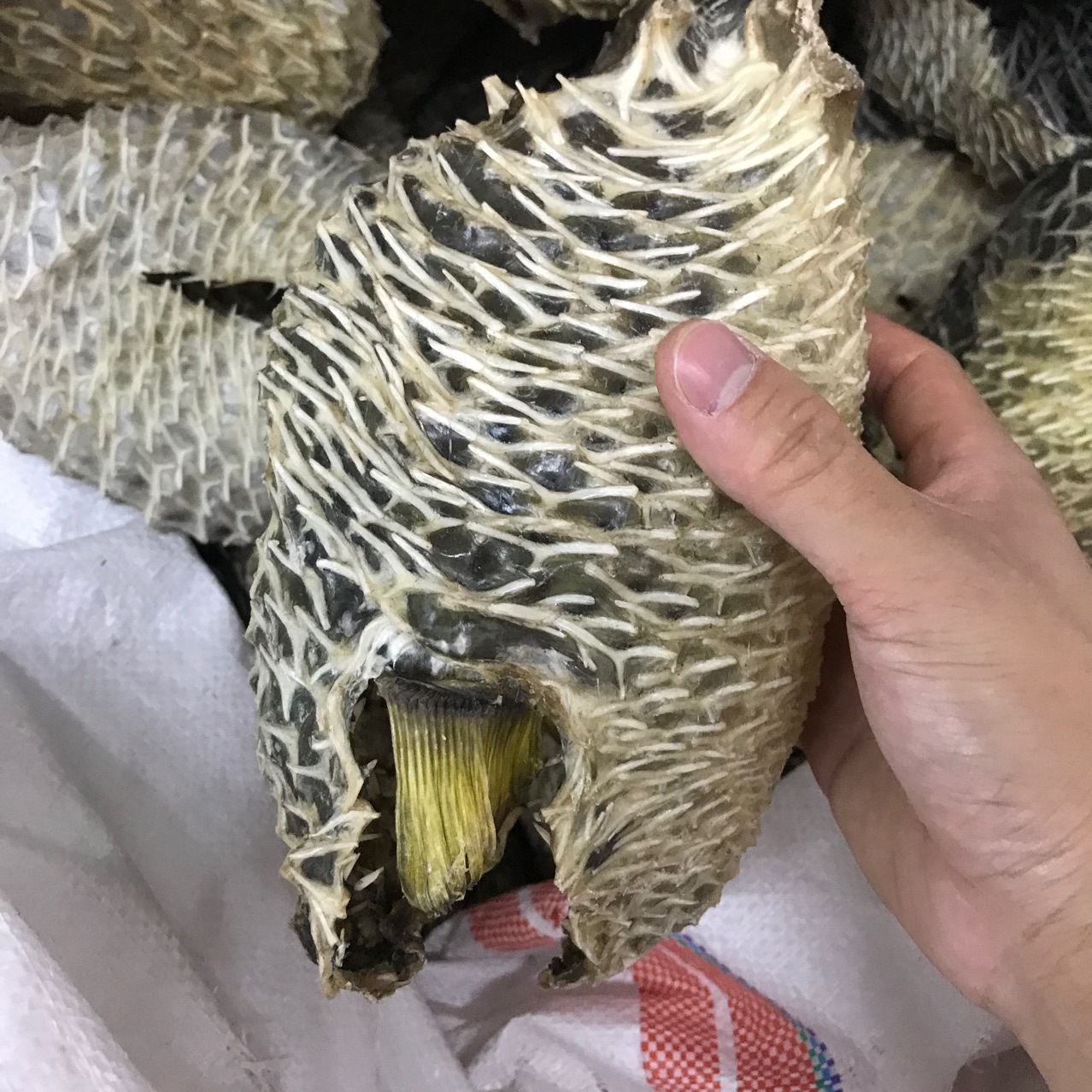 产地货源批发大刺龟皮刺鱼皮海胆皮鸡泡鱼皮龟普皮海鲜干货500g