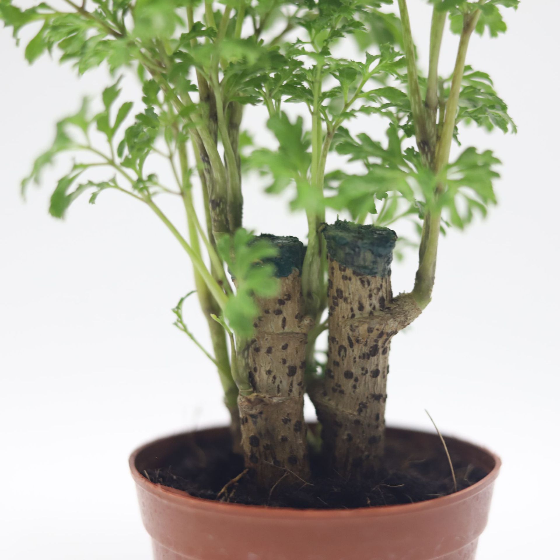 盆栽批发90#细叶森桩羽叶迷你福禄桐绿植花卉桌面新房吸甲醛植物