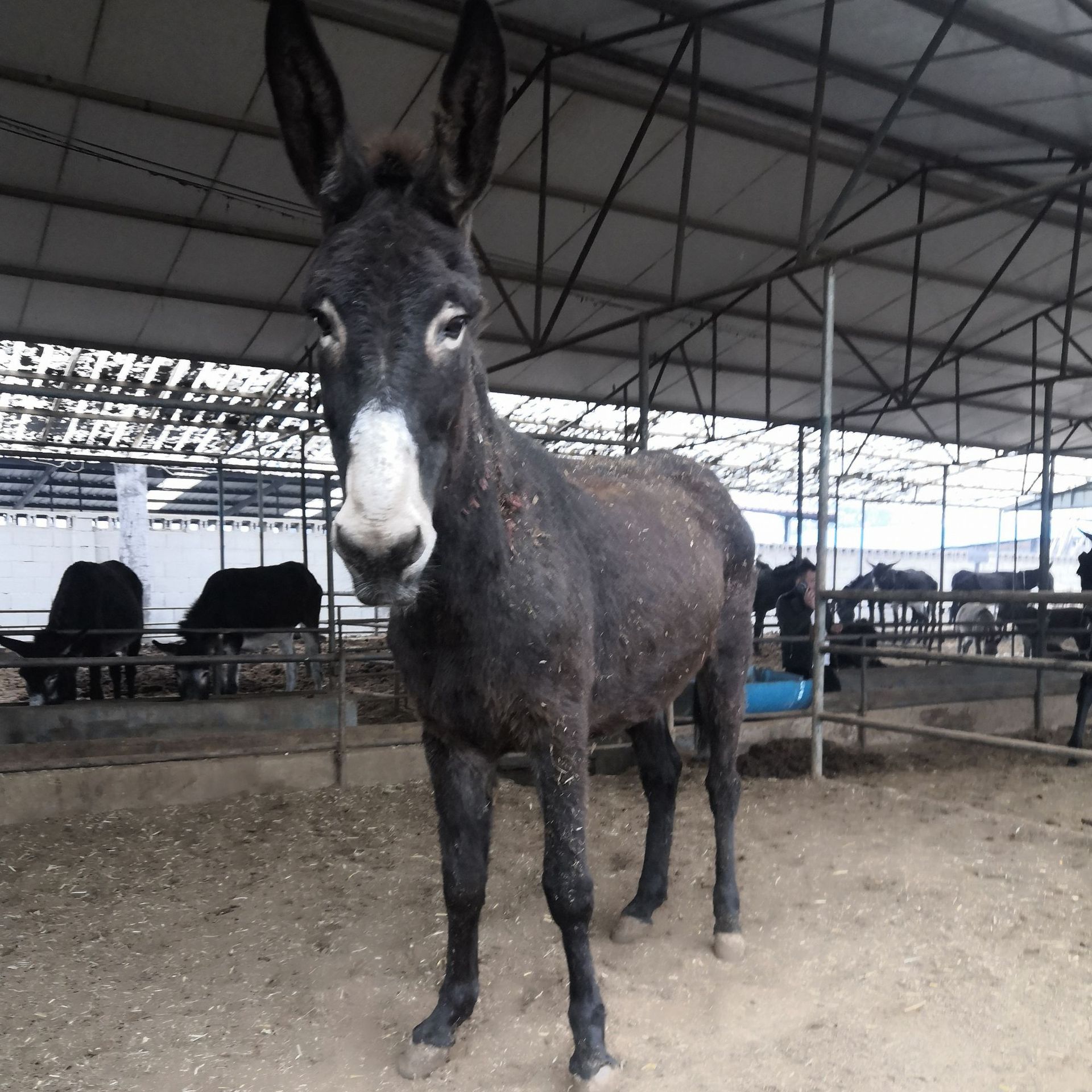 云南肉驴多少钱一斤 养殖什么驴苗效益好 德州驴常年供应