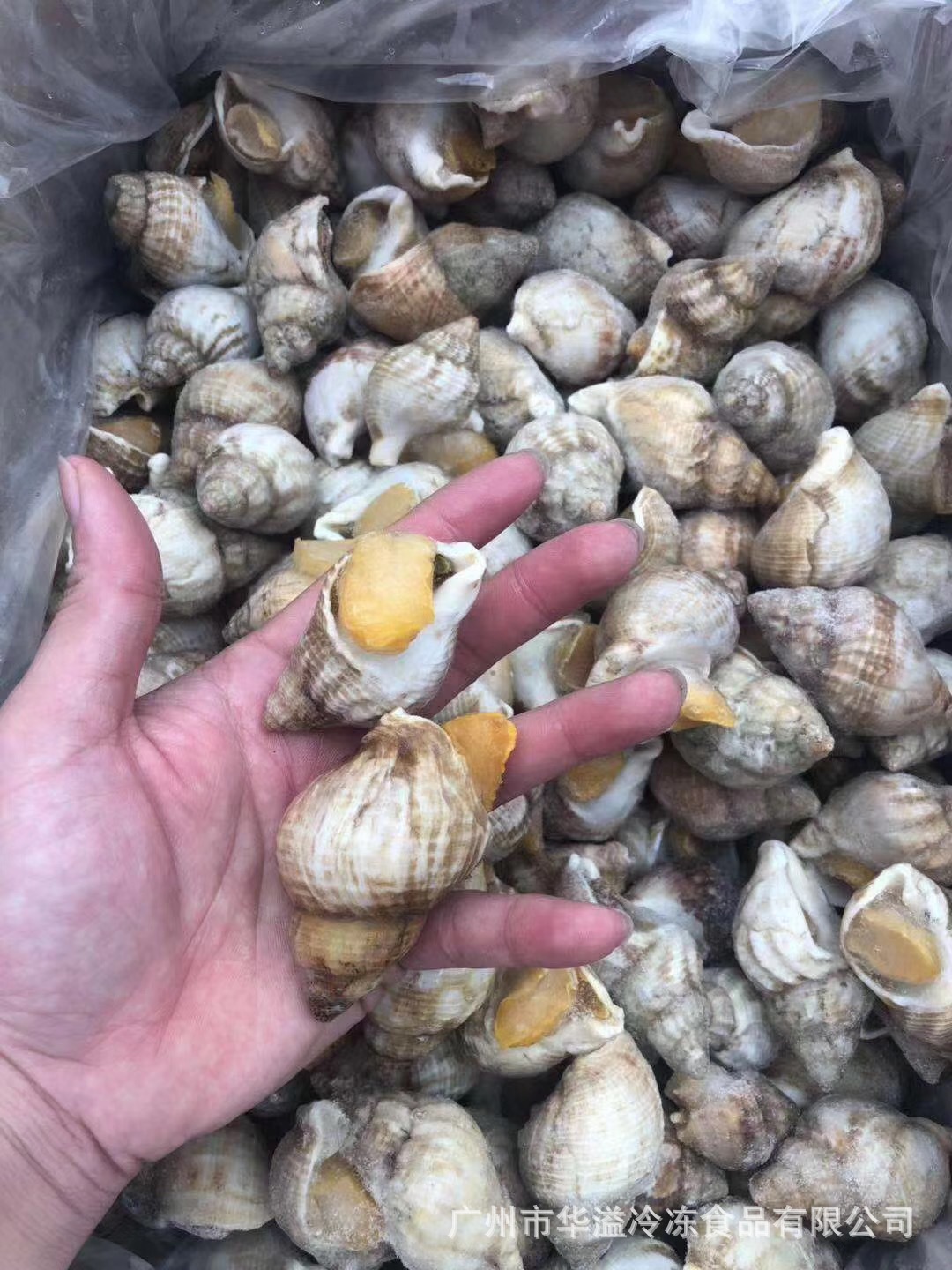 冷冻白螺 白娥螺 黄螺 大海螺 熟冻白螺 刺身螺 翡翠螺