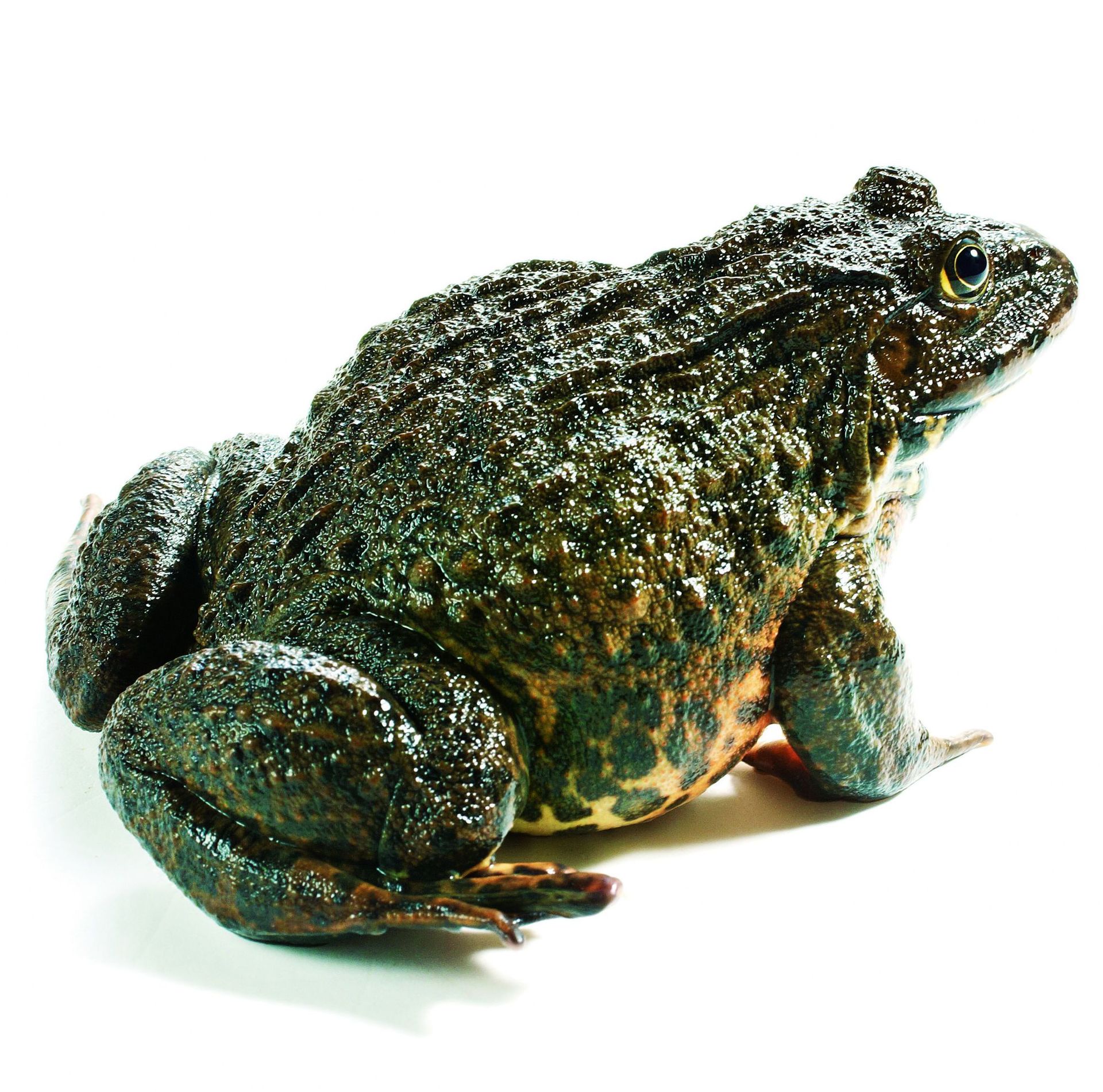 湖州南浔千金永根生态渔业专业合作社