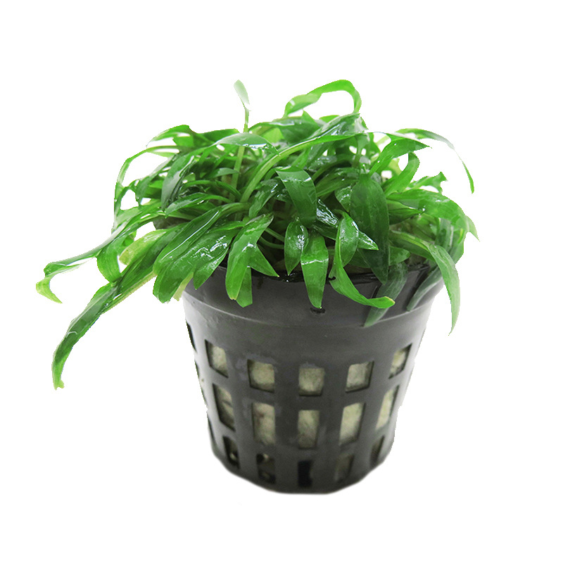 椒草水草迷你青椒绿温蒂椒水下叶可批发活体淡水植物懒人水草代发