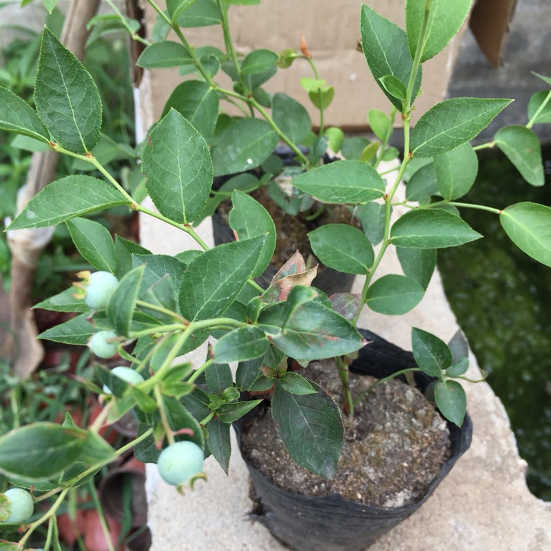 常年现挖现卖蓝莓树 价格便宜 阳台可盆栽地栽蓝丰兔眼蓝莓树包活