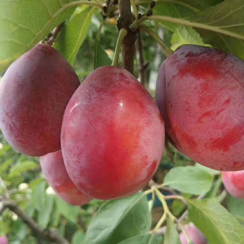 基地嫁接西梅树味道香甜南北方种植法兰西西梅树红西梅树根系发达